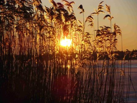 schilfabendsonne